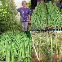 7 เมล็ด ถั่วฝักยาวออเรียนทอล - Oriental Yard Long Bean (ผลยาว 60-90 cm. ปลูกง่าย ติดผลดก หวานอร่อย)