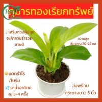 ? ต้นกุมารทองเรียกทรัพย์ ว่านมหานิยม ต้นไม้มงคล ที่พ่อค้าแม่ขาย ควรมีตั้งไว้หน้าร้าน ขายดิบ ขายดี ส่งพร้อมกระถางขาว ขนาด 4 นิ้ว ของมีพร้อมส่ง เก็บปลายทาง ?