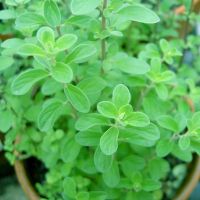 เมล็ดพันธุ์ สวีท มาร์จอแรม (Sweet Marjoram Seed) บรรจุ 500 เมล็ด คุณภาพดี ราคาถูก ของแท้ 100%