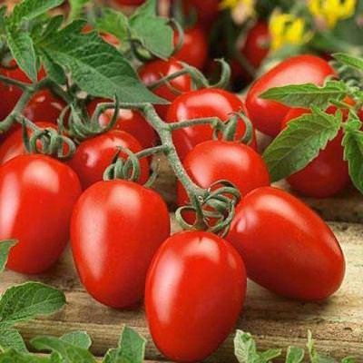 เมล็ดพันธุ์ มะเขือเทศ Solanum lycopersicum tomato Roma vf  50 เมล็ด เมล็ดพันธุ์นำเข้าจาก อังกฤษ