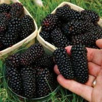 20 เมล็ดพันธุ์ Garden Seeds หม่อน ลูกหม่อน หรือ มัลเบอร์รี่ เก้ซิวเอียะ Mulberry Seed อัตราการงอก 80-85%