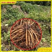 GÓI 1 Kg CỦ SÂM ĐẤT TƯƠI HAY CÂY TRÁI NỔ DÙNG NẤU NƯỚNG UỐNG HAY NGÂM RƯỢU