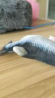 พร้อมส่ง--+สุด MITI4 ตุ๊กตาปลาขยับได้เสมือนจริง ขนาด 28 cm ตุ๊กตาปลา ของเล่นแมว ตุ๊กตาปลาดุ๊กดิ๊ก ปลา ดิ้น เต้นได้ พร้อมส่ง COD ST099 ลดราคาถูกสุด ของเล่น ของเล่นแมว ของเล่นแมวโต แมวเด็ก ของเล่นสัตว์เลี้ยง กรง ลัง เป้ อุปกรณ์สัตว์เลี้ยง อาหาร