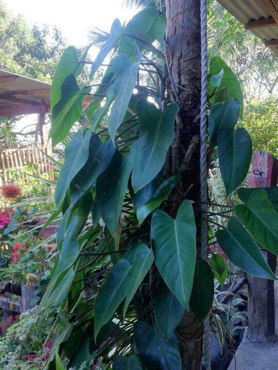 Philodendron Lazada PH