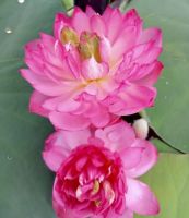 10 เมล็ดบัว สายพันธุ์ Rose Angel Lotuses Flower Seeds สีชมพู บัวหลวงนอก บัวสาย บัวไหว้พระ ดอกใหญ่ ประดับบ้าน ตกแต่งสวน