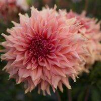 1 เหง้า/ชุุด รักเร่ Dahlia Bulb สายพันธุ์ Fairway Spur หัวรักเร่ ดอกไม้ ดอกรักเร่ เหง้า นำเข้า ยุโรป หัวสดใหม่ ผ่านการแช่เย็นแล้ว