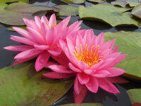 20 เมล็ด บัวสาย (Water lily) บัวอุบลชาติ บัวหลวง ฝรั่ง บัวดอกเล็ก บัวแคระ สายพันธุ์ Mayla สีชมพู บานเย็น เหมาะสำหรับปลูกในโหล Waterlilies Lotus Seeds