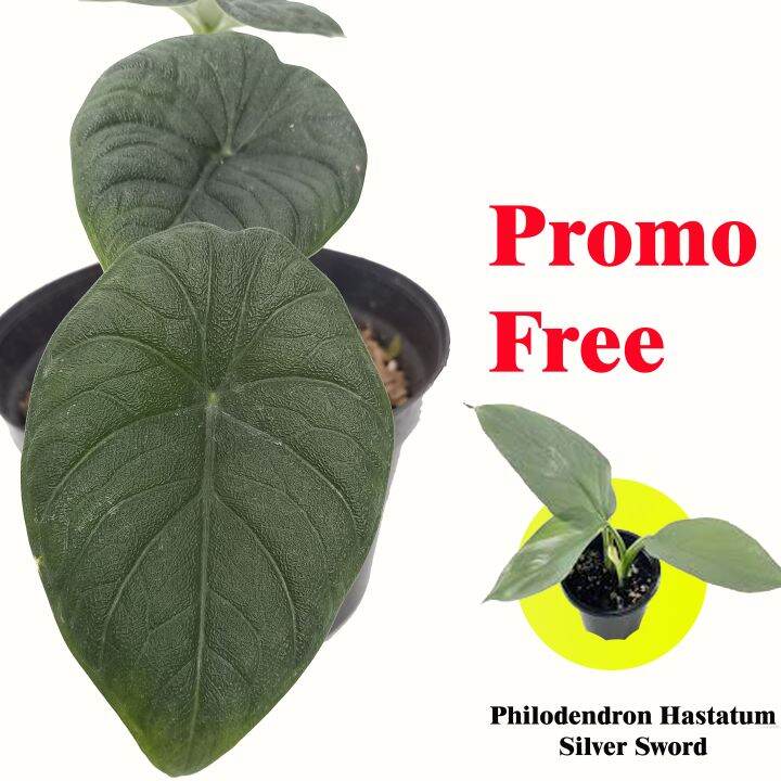 Tanaman Hias Alocasia Badak Promo Dengan Pot Tanaman Lazada Indonesia