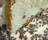 Mật ong hoa rừng nguyên chất 200gram lọ thủy tinh - ảnh sản phẩm 4