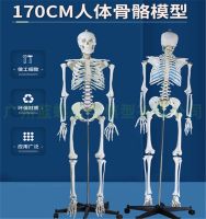 170 cm human skeleton model 180 cm standard medical arts with large bone model of pure white skeleton model