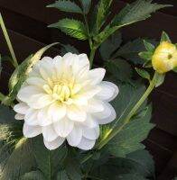 1 รากเหง้า/ออเดอร์ รักเร่ Dahlia สายพันธุ์ White Onesta หัวรักเร่ ดอกไม้ หัวหน่อ เหง้า นำเข้า เนเธอร์แลน หัวสดใหม่