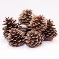 โปรโมชั่น ลูกสน แทะลับฟัน pine cones หรือตกแต่งกรง สำหรับกระรอก ชูการ์ไกลเดอร์ สัตว์ฟันแทะ ราคาถูก กรงนก กรงสุนัข  กรงหนูแฮมเตอร์  กรงสัตว์