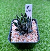 Haworthia reinwerdetii ไก่ต๊อกลายจุดทรงสูง A081