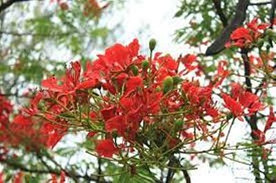 ขายส่ง 100 เมล็ด เมล็ดหางนกยูงสีแดง Flower fence Peacock’s crest Pride of Barbados ขวางยอย จำพอ ซมพอ นกยูงไทย พญาไม้ผุ หนวดแมว ต้นอินทรีย์