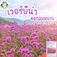 ซื้อ 1 แถม 1，50 เมล็ด (ไม่ใช่พืช)เมล็ดพันธ์ุ ดอกเวอร์บีน่า Verbena ไม่กลายพันธุ์ นำเข้าจากต่างประเทศ