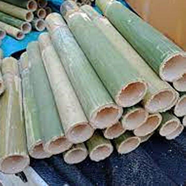 ขายส่ง-100-เมล็ด-ไผ่ข้าวหลามกาบแดง-tinwa-bamboo-ไผ่ปล้องยาว-ชื่ออื่นว่า-ไม้ข้าวหลาม-ขุยป้าง-ว่าบลอ-แม่พล้อง-ไผ่เผาข้าวหลาม-ไผ่-เมล็ดพันธุ์