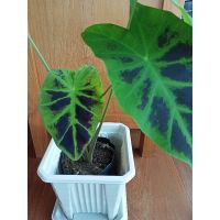 ( Pro+++ )++ Colocasia Black Beauty บอนนอก แบล็คบิวตี้ ราคาดี ต้นไม้ ฟอก อากาศ กระถาง ต้นไม้ ไม้ ประดับ ต้นไม้ ปลูก ใน บ้าน