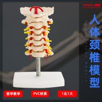 Human cervical occipital after lumbar intervertebral disc with carotid artery and nerve bone joint teaching model