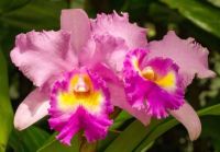 30 เมล็ดพันธุ์ เมล็ดกล้วยไม้ แคทลียา (Cattleya Orchids) Orchid flower seeds อัตราการงอกสูง 80-85%