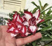 2 เมล็ด เมล็ดพันธุ์ ชวนชม สายพันธุ์ Freesia สีแดงขาว Bonsai Desert Rose Adenium Seed กุหลาบทะเลทราย ราชินีทะเลทราย บอนไซ มีคู่มือปลูก