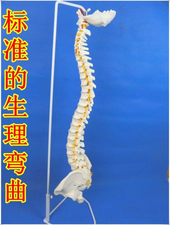 standard-of-human-spine-model-1-1-bonesetting-cervical-spine-model-lumbar-bone-model-color-spine-specimen