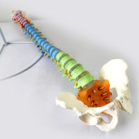 85 cm colour vertebrae hanging bending simulation human spinal nerve is bone skeleton model of teaching