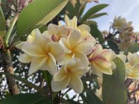 ลีลาวดี สีขาวเหลือง(3 กิ่ง)ยาว30ซม.จำปา กิ่งสด Frangipani, Plumeria Temple Tree Graveyard Tree(สินค้าพร้อมส่ง)