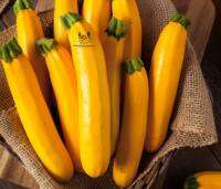 ซูกินี ซูกินีเหลืองทองฮอลแลนด์ เมล็ดพันธุ์ซูกินี Gold Yellow Zucchini Holland Seed แตงซูกินี บรรรจุ 5 เมล็ด 10 บาท