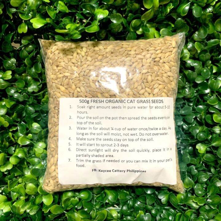 500 grams CAT GRASS SEEDS PREMIUM HIGH QUALITY PURE BARLEY&WHEAT