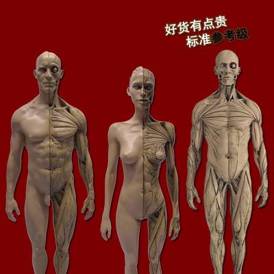 Human body structure model sculpture art sketch imitate drawing reference musculoskeletal teaching sketch furnishing articles