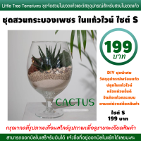 สวนกระบองเพชร CACTUS ชุดจัด พร้อมปลูก 199 บาท ไซต์ S ในแก้วไวน์