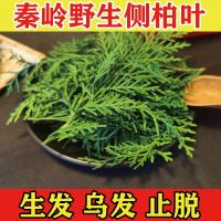 Fresh arborvitae leaves pure leaves without branches Qinling wild arborvitae leaves cypress leaves anti-hair loss dense hair growth