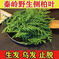 2022 Qinling wild arborvitae leaves old tree arborvitae leaves cypress leaves cypress branches and leaves shampoo care sparkling wine hair growth