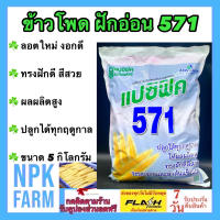 ข้าวโพดฝักอ่อน 571 ขนาด 5 กิโลกรัม ข้าวโพดแอ้ แปซิฟิค เมล็ดพันธุ์ ลอตใหม่ หมดอายุ 01/06/2567 งอกดี ผลผลิตสูง ทรงฝักดี สีสวย เหมาะกับทุกพื้นที่