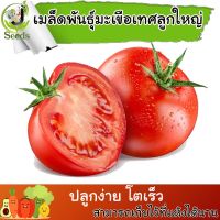 เมล็ดพันธุ์ มะเขือเทศลูกท้อ(Tomato) 150-200 เมล็ด ปลูกง่าย ปลูกได้ทั่วไทย #เมล็ดผัก