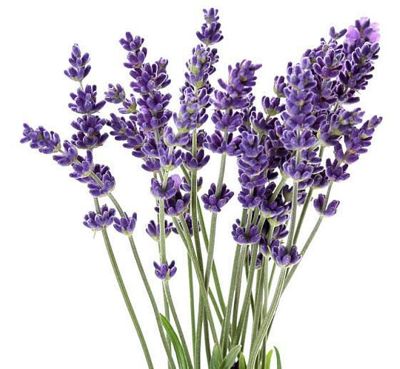 ขายส่ง 1 กิโลกรัม เมล็ดดอกลาเวนเดอร์ Lavender Seeds เมล็ดพันธุ์ ลาเวนเดอร์ ดอกไม้ flowers สีม่วง น้ำหอม ชาดอกลาเวนเดอร์ ดอกไม้อบแห้ง ออร์แกนิค