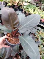 กุมารดำเรียกทรัพย์ Philodendron Black Cardinal ต้นไม้มงคล ไม้ฟอกอากาศ ส่งพร้อมกระถาง 6 นิ้ว ฟอร์มสวย