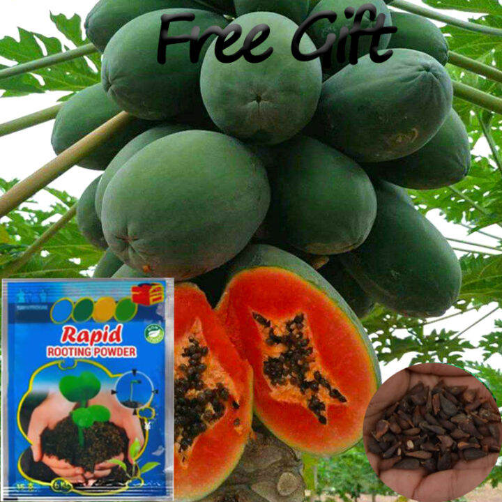 Quality Sweet Dwarf Papaya Seeds Organi Fruit Seeds for Sale Live