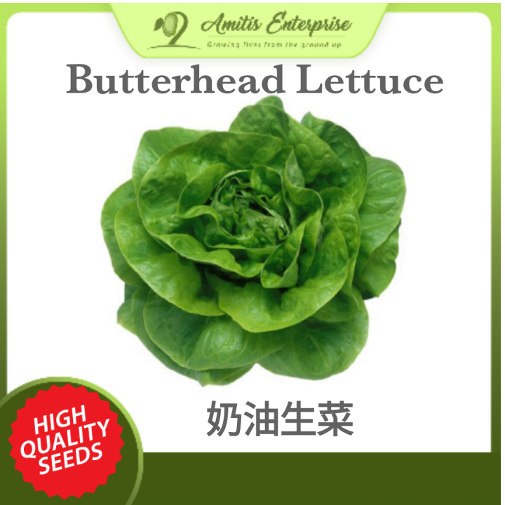 Butterhead Lettuce 200 seeds LowLand Variety Can Grow in Hot Whether