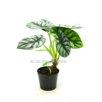 พร้อมส่ง! Alocasia Silver Dragon มังกรเงิน กระถาง 3 นิ้ว