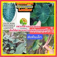 MAI เเท้100% ตัดใบส่ง Colocasia Crocodile leather ต้นเล็ก  บอนหนังจรเข้ ต้นไม้ตาย ระหว่างขนส่ง เคลมฟรี