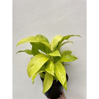 HOT** ต้นฟิโลทอง ต้นเต็มกระถางดำ 6 นิ้ว ฟิโลเดนดรอนสีทอง Philodendron  ส่งด่วน พรรณ ไม้ น้ำ พรรณ ไม้ ทุก ชนิด พรรณ ไม้ น้ำ สวยงาม พรรณ ไม้ มงคล