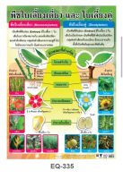 พืชใบเลี้ยงเดี่ยวและใบเลี้ยงคู่ EQ 335 โปสเตอร์สื่อการสอน หุ้มพลาสติก ขนาด 50 * 70 cm