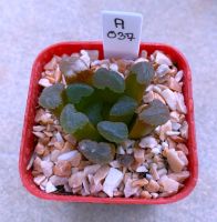 Haworthia maughanii hybrid ‘Wichit -401’ A037