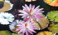 20 เมล็ด บัวสาย (Water lily) บัวอุบลชาติ บัวหลวง ฝรั่ง บัวดอกเล็ก บัวแคระ สายพันธุ์ texas shell pink สีชมพู เหมาะสำหรับปลูกในโหล Waterlilies Lotus Seeds