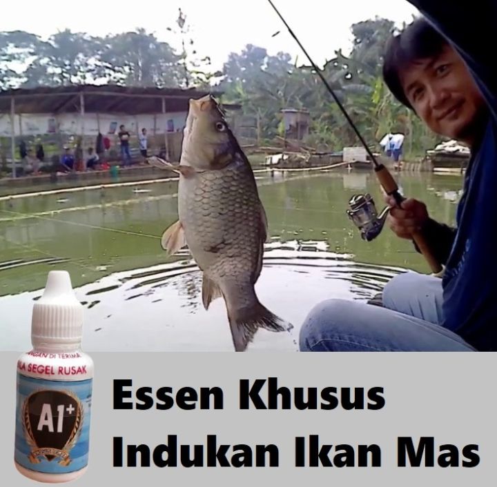 Essen Khusus Indukan Ikan Mas Essen Indukan Ikan Mas Isi 30ml Lazada Indonesia 9438