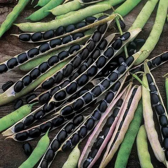 Black Beans 10 Seeds for Planting Outdoor Plant Lazada PH