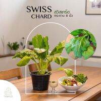 Treeno.9 T435   ผัก สวีสชาร์ด  (ผักเพื่อสุขภาพ) (Swiss Chard) กระถาง  8 นิ้ว / สูง 40-50 ซม. / ผักออแกนิค สายรักสุขภาพ (ต้นไม้)