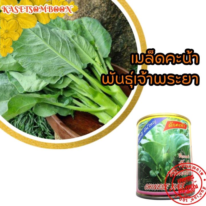 เมล็ดคะน้า-พันธุ์เจ้าพระยา-เมล็ดพันธุ์-80-ก-ตราต้นไผ่