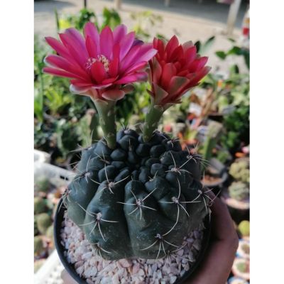 ( PRO+++ ) โปรแน่น.. ยิมโน โอโช แคคตัส Gymnocalycium ochoterenae ในกระถาง 2 นิ้ว ส่งต้นพร้อมกระถาง ราคาสุดคุ้ม พรรณ ไม้ น้ำ พรรณ ไม้ ทุก ชนิด พรรณ ไม้ น้ำ สวยงาม พรรณ ไม้ มงคล